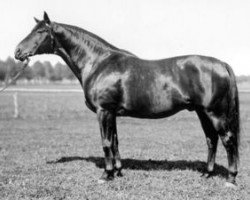 stallion Pilger (Trakehner, 1926, from Luftgott)