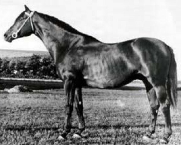 stallion Ossian 26 (Trakehner, 1937, from Pilger)