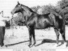 stallion Ostrjak 9 (Russian Trakehner, 1955, from Ossian 26)