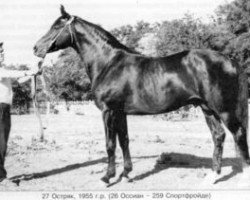 Deckhengst Ostrjak 9 (Russisch Trakehner, 1955, von Ossian 26)