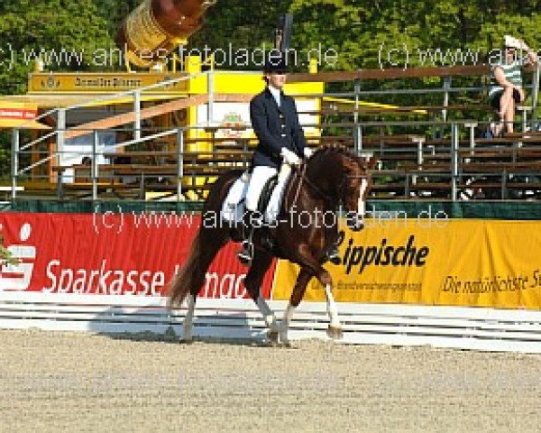 stallion Top Karetino (Westphalian, 2001, from Top King)