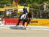 stallion Top Karetino (Westphalian, 2001, from Top King)