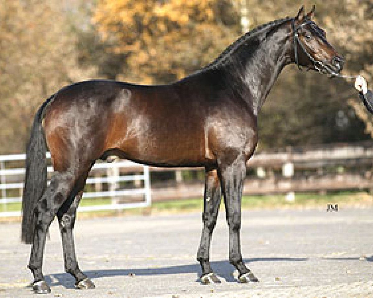 Deckhengst Sandreo (KWPN (Niederländisches Warmblut), 2000, von Sandro Hit)