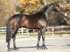 stallion Sandreo (Dutch Warmblood, 2000, from Sandro Hit)