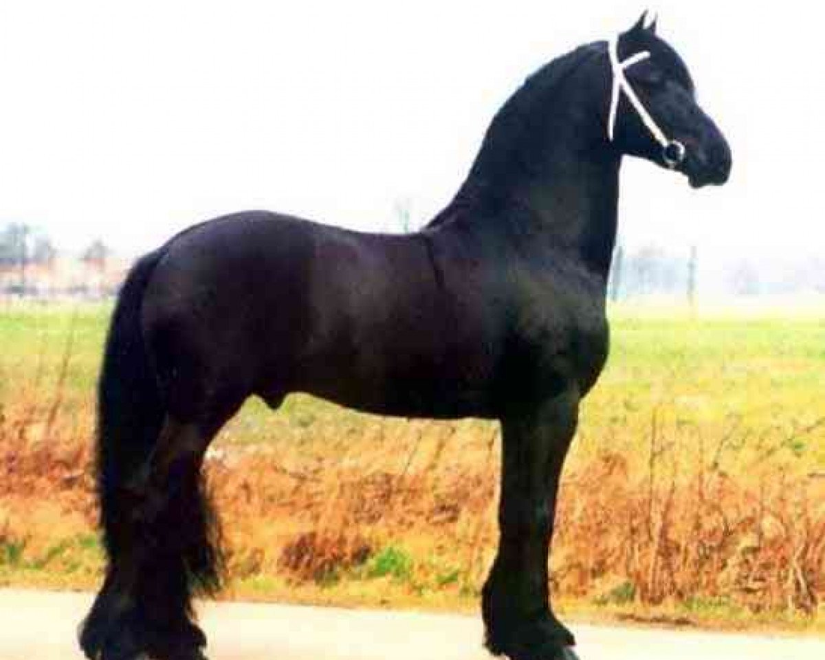 stallion Brandus 345 (Friese, 1992, from Reitse 272)