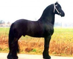 stallion Brandus 345 (Friese, 1992, from Reitse 272)