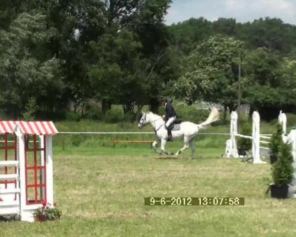 dressage horse Posilippo 7 (Westphalian, 2001)