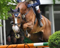 Springpferd Bond James Bond (Oldenburger Springpferd, 2003, von Balou du Rouet)