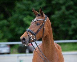 jumper Damaris (Trakehner, 2019, from High Motion 2)