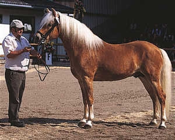 stallion liz. 150/T Alpenstein (Haflinger, 1992, from 1509 Archimedes)