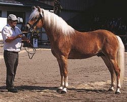 Deckhengst liz. 150/T Alpenstein (Haflinger, 1992, von 1509 Archimedes)