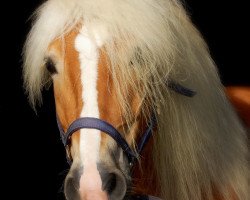 stallion Allacher (Haflinger, 1999, from liz. 150/T Alpenstein)