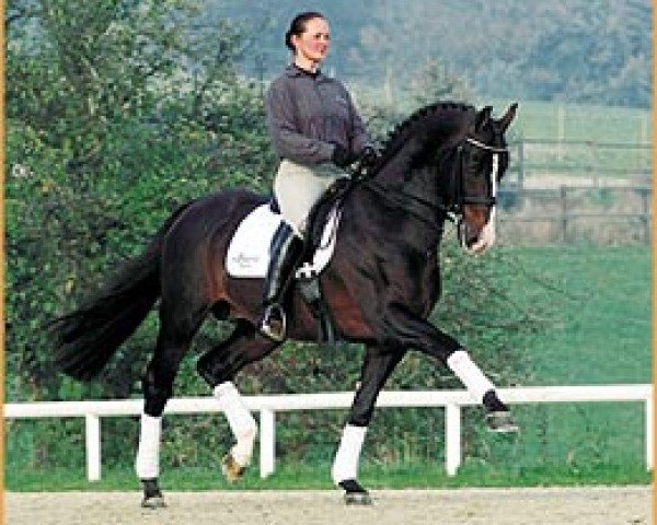 stallion Cheenook (Holsteiner, 1988, from Caretino)