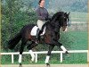 horse Cheenook (Holsteiner, 1988, from Caretino)