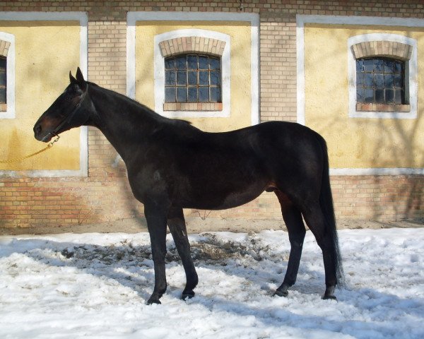 horse Noble Law xx (Thoroughbred, 1988, from Kalaglow xx)