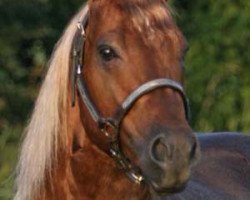 stallion Grays Starlight (Quarter Horse, 1984, from Peppy San Badger)