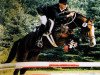 stallion Durello (German Riding Pony, 1982, from Duktus)
