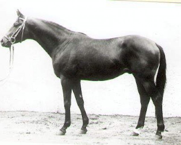 horse Hertilas (Trakehner, 1963, from Loretto)