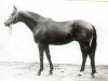stallion Hertilas (Trakehner, 1963, from Loretto)