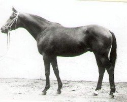 stallion Hertilas (Trakehner, 1963, from Loretto)