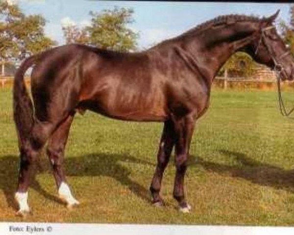 stallion Ramalgo Z (Hanoverian, 1984, from Ramiro Z)