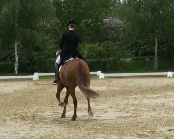 dressage horse Fine (Westphalian, 2001, from Feinsinn)