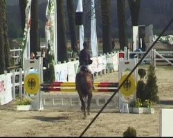 dressage horse Daddeldu B (Hanoverian, 2006, from Dornenkönig)