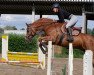 jumper Viktor 105 (Hanoverian, 2011, from Valentino)