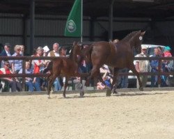 dressage horse Forlilly 2 (Westphalian, 2012, from Feedback 16)