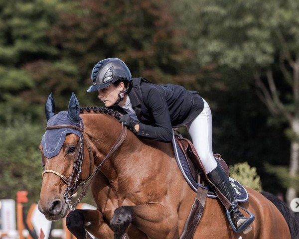 jumper Falcone Villers (Selle Français, 2015, from Guarana Champeix)