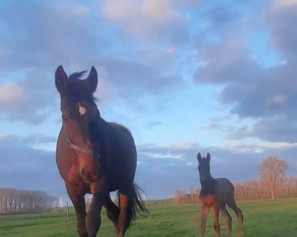 broodmare Lambada (Hanoverian, 1996, from Lavauzelle AA)