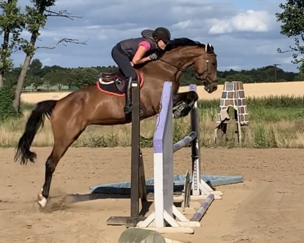 broodmare Look At Lou (Bavarian, 2012, from Boston)