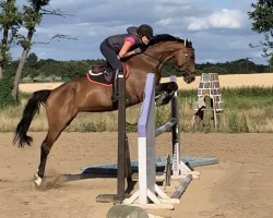 broodmare Look At Lou (Bavarian, 2012, from Boston)