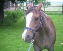 horse Piefke 6 (German Riding Pony, 1991, from Power Boy)