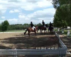 dressage horse Ravinia Royal (Hanoverian, 2000, from Regazzoni)