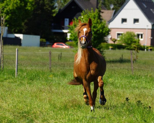 Springpferd W‘s Gin Tonic (New-Forest-Pony, 2015, von Slangenburg's Alexander)