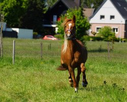 Pferd W‘s Gin Tonic (New-Forest-Pony, 2015, von Slangenburg's Alexander)