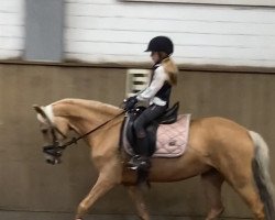 dressage horse Wonderful Lisa (German Riding Pony, 2015, from Steendiek's FS Dali)