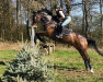 dressage horse Pasodoble 27 (Oldenburg, 2010, from Buddenbrock)