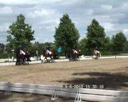 dressage horse Calea 3 (Hanoverian, 2004, from Cordoba)