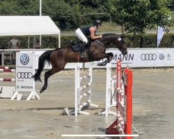 jumper Call me SW (German Warmblood, 2016, from Cartusch 21)