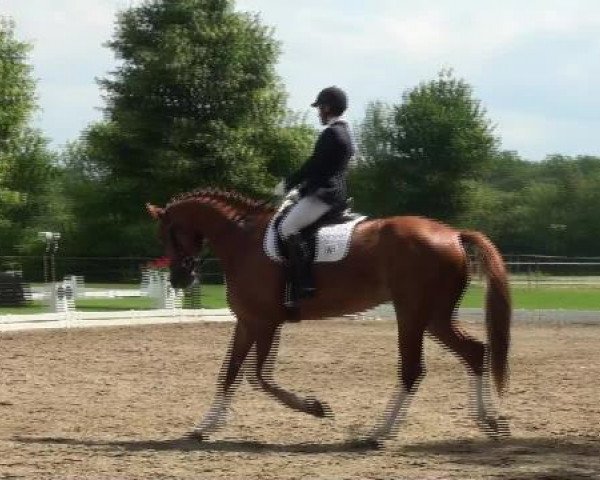 dressage horse Freixenet 70 (Westphalian, 2008, from Fleury)