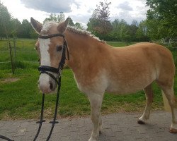 Dressurpferd Arabella van de Schotenshoeve (Haflinger, 2008, von 1338 Afghan II)