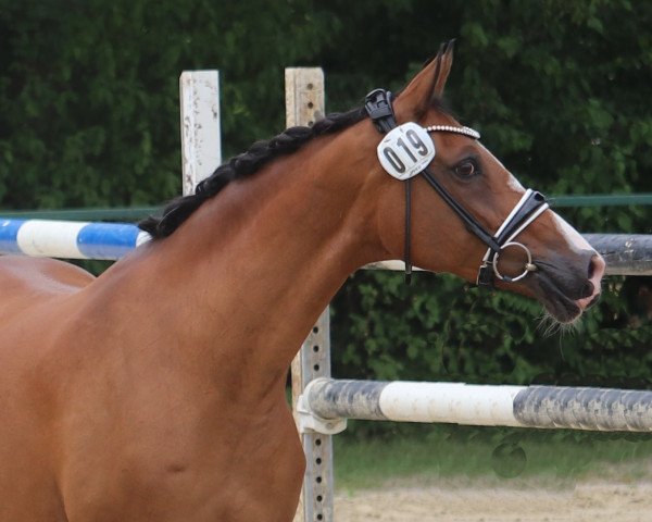 broodmare Connection 19 (German Riding Pony, 2007, from FS Champion de Luxe)