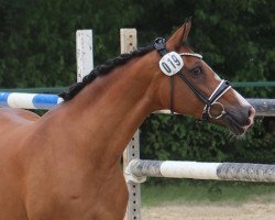 Dressurpferd Connection 19 (Deutsches Reitpony, 2007, von FS Champion de Luxe)