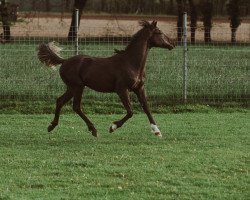 Dressurpferd Darkcoeur (Deutsches Reitpony, 2021, von Danny Zuko)