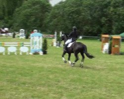 jumper Hanni (Hanoverian, 2002, from Hohenstein I)