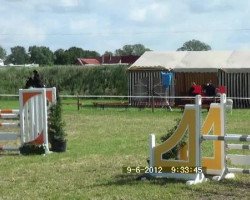 dressage horse Hofnarr 4 (Westphalian, 2007)