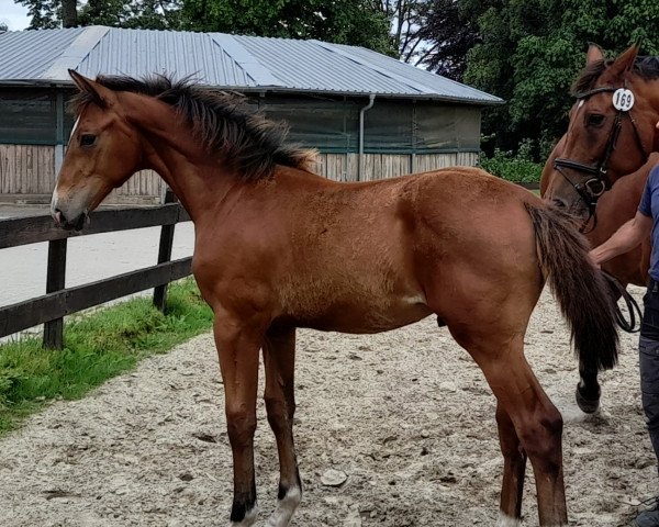 Springpferd Hengst von All Star / Con Air (Holsteiner, 2022, von All Star)