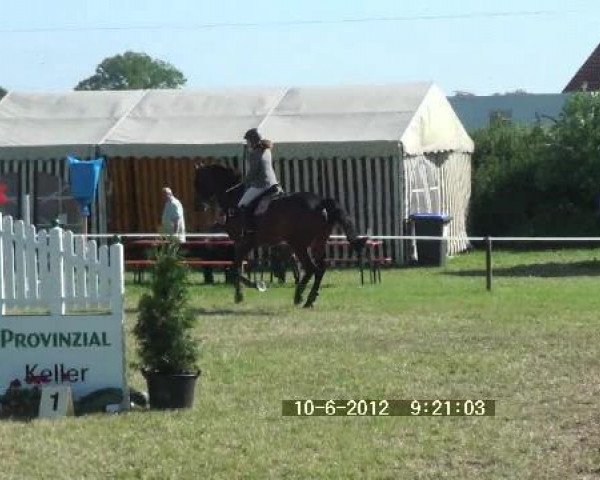 jumper Ron-Valentino (Hanoverian, 2003, from Rebel Z III)